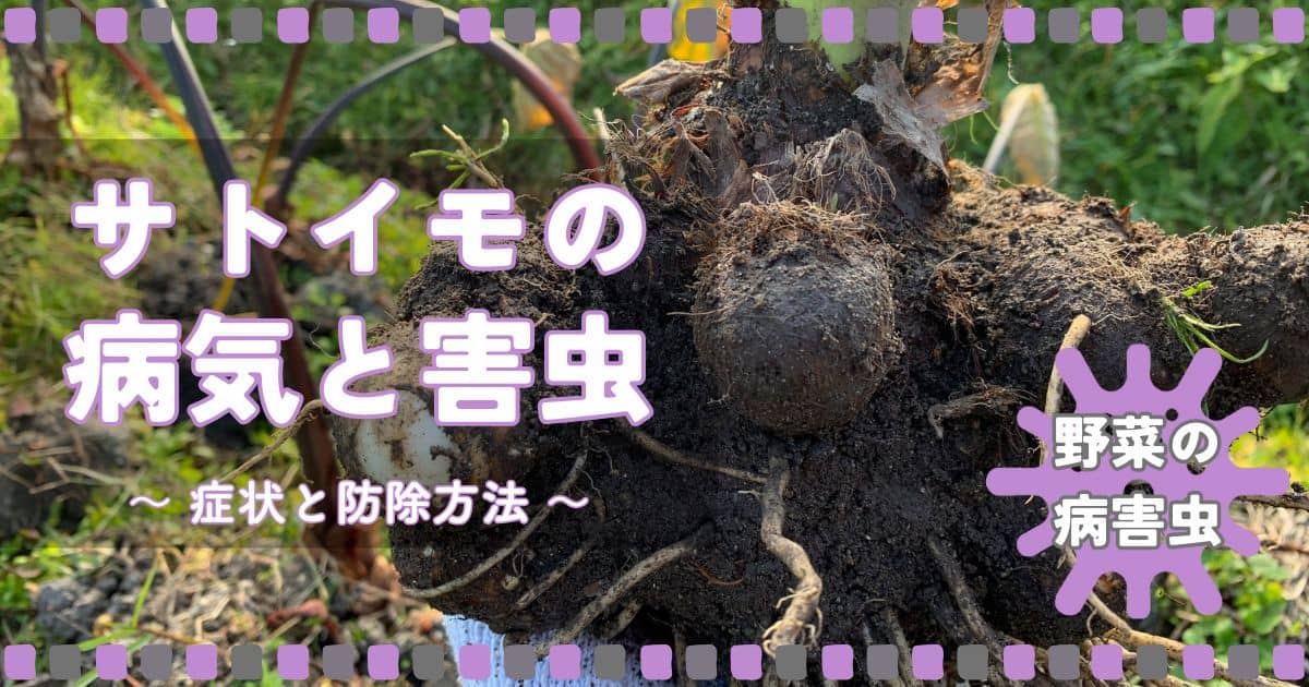 サトイモ（里芋）の病気と害虫｜症状の特徴と防除方法 | やまむ