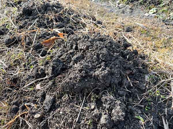 里芋を掘り起こさずに土を被せる