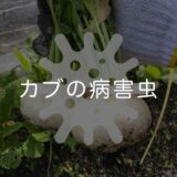 カブ(蕪)の病害虫