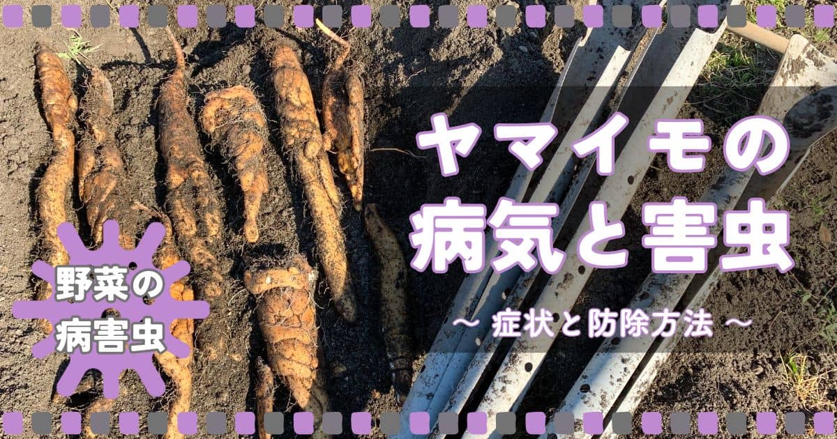 ヤマイモ(山芋・長芋・自然薯)の病気と害虫|症状の特徴と防除方法 | やまむファーム