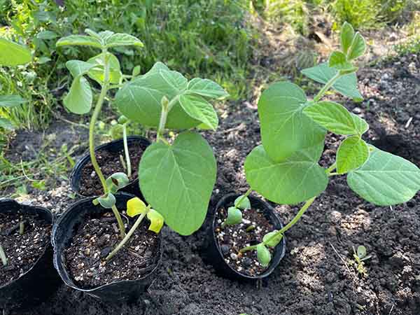 ポット育苗した枝豆の苗を植え付け