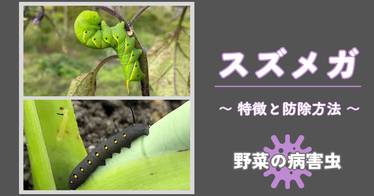 スズメガ｜被害の特徴・生態と防除方法 | やまむファーム