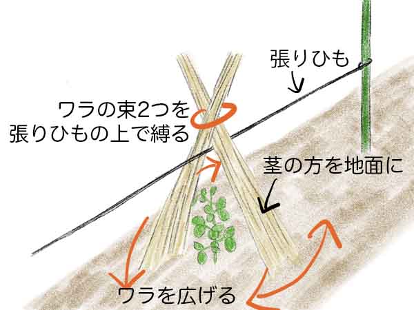稲わらでエンドウ防寒・霜除け（藁囲い）の作り方