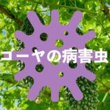 ゴーヤ（ニガウリ）の病害虫