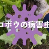 ゴボウの病害虫