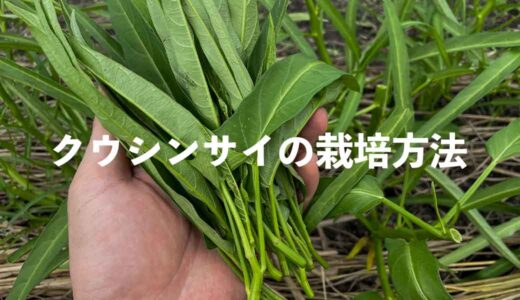 クウシンサイ（空芯菜）の栽培方法・育て方のコツ