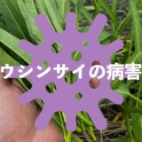 クウシンサイ（空芯菜）の病害虫