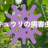 キュウリの病害虫