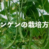 インゲン（いんげん豆）の栽培方法・育て方のコツ