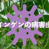 インゲン（いんげん豆）の病害虫