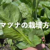 コマツナ（小松菜）の栽培方法・育て方のコツ