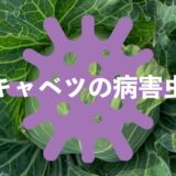 キャベツの病害虫