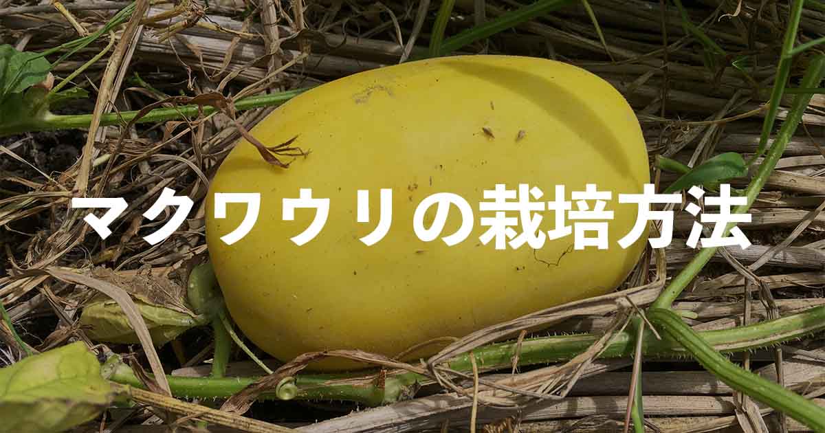 マクワウリの栽培方法・育て方のコツ | やまむファーム