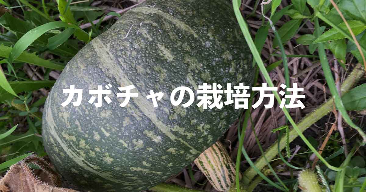 カボチャの栽培方法・育て方のコツ | やまむファーム