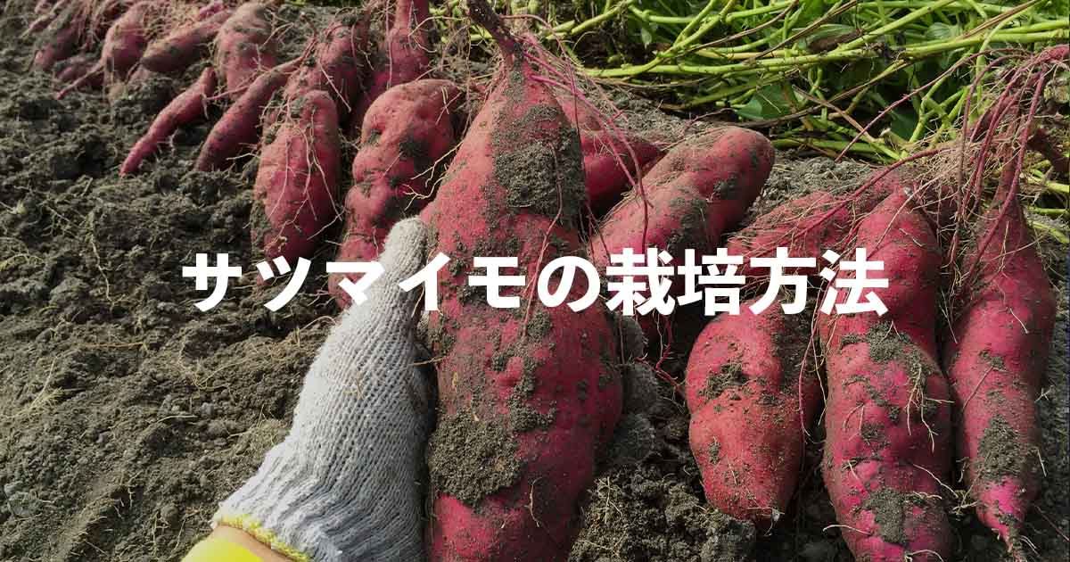 【福岡　週末農業】サツマイモのつる返しのやり方は？