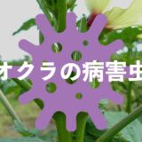 オクラの病害虫