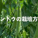 エンドウ（えんどう豆）の栽培方法・育て方のコツ