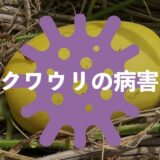 マクワウリの病害虫