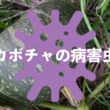 カボチャの病害虫