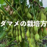 エダマメ（枝豆）の栽培方法・育て方のコツ