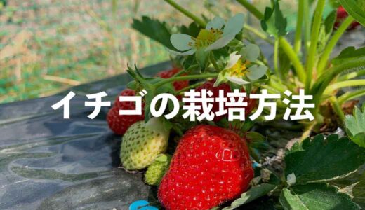 イチゴ（苺）の栽培方法・育て方のコツ（露地栽培）