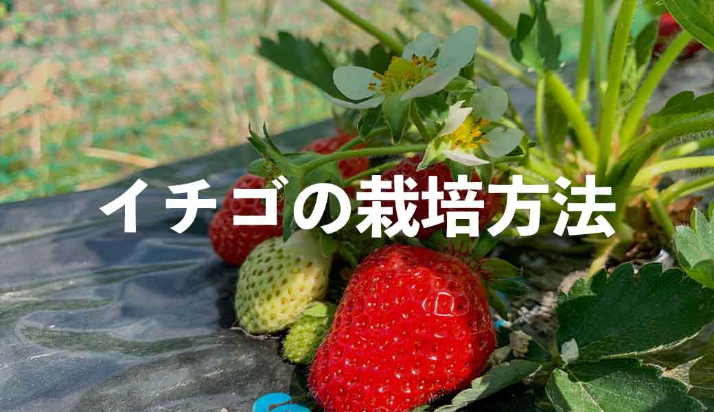 イチゴ（苺）の栽培方法・育て方のコツ（露地栽培） | やまむファーム