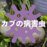 カブ（蕪）の病害虫