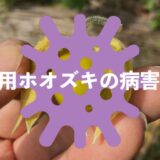 食用ホオズキの病害虫