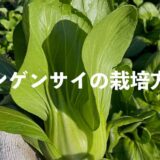 チンゲンサイ（青梗菜）の栽培方法・育て方のコツ