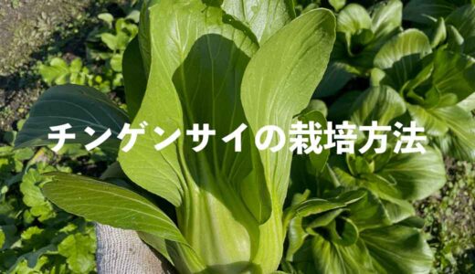 チンゲンサイ（青梗菜）の栽培方法・育て方のコツ
