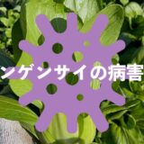 チンゲンサイ（青梗菜）の病害虫