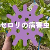 セロリ（セルリー）の病害虫