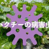 パクチー（コリアンダー）の病害虫