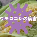 トウモロコシの病害虫