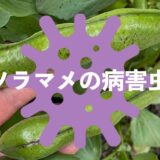 ソラマメ（そら豆）の病害虫