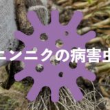 ニンニクの病害虫