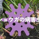 ショウガ（生姜）の病害虫