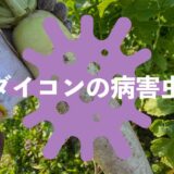 ダイコン（大根）の病害虫