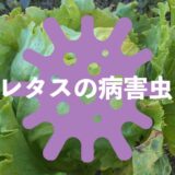 レタスの病害虫