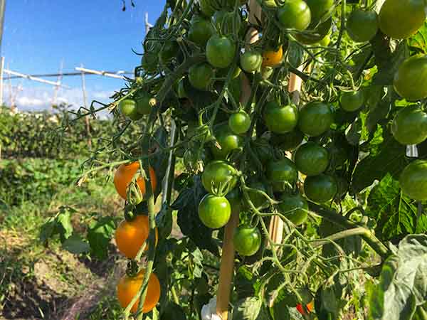たくさん収穫できるミニトマト