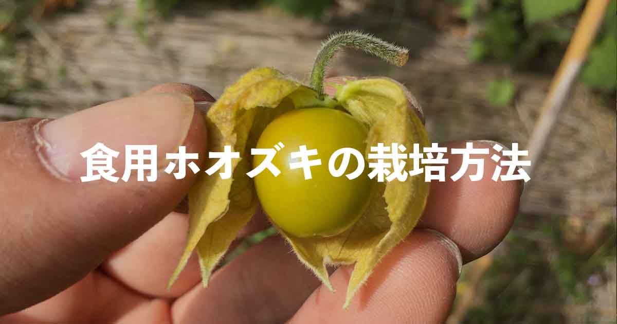 食用ホオズキの栽培方法・育て方のコツ | やまむファーム