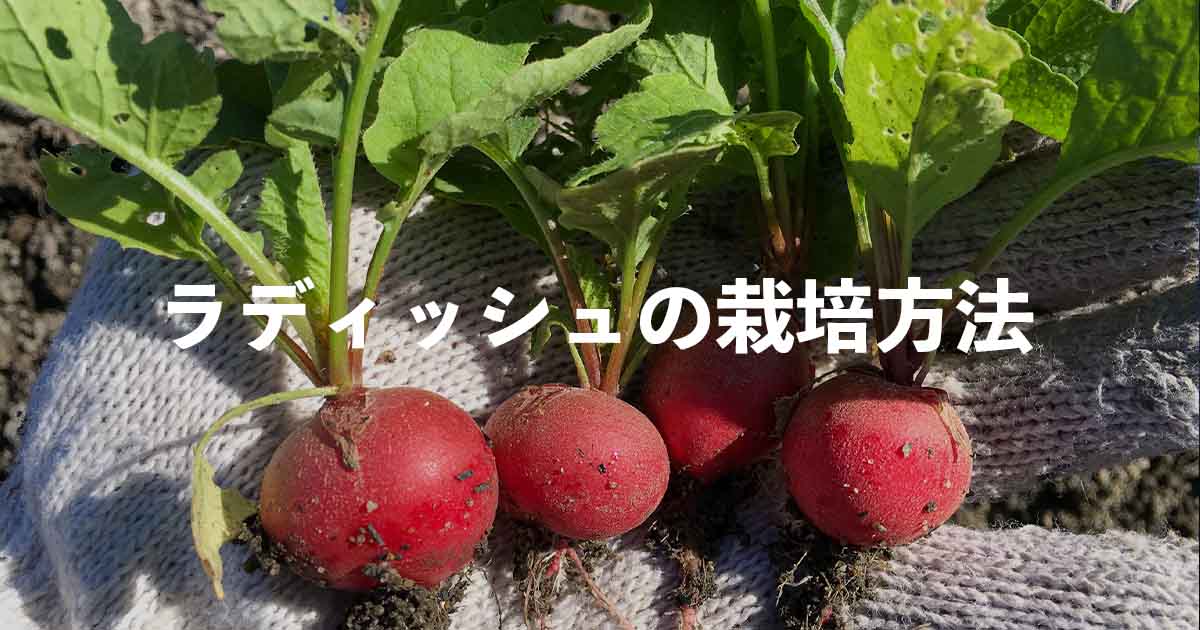 見込みにラデュッシュの大鉢 - 食器