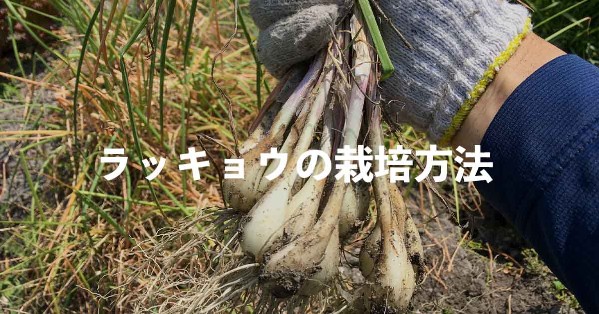 ラッキョウの栽培方法・育て方のコツ | やまむファーム