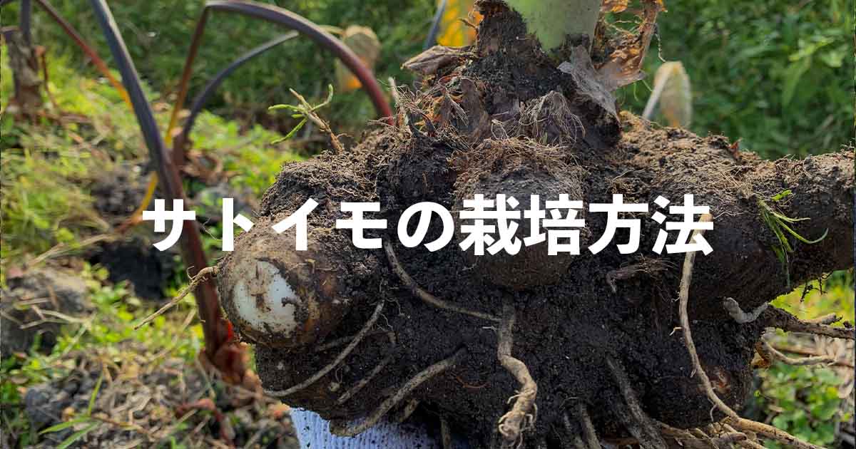 サトイモ（里芋）の栽培方法・育て方のコツ | やまむファーム