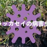 ラッカセイ（落花生）の病害虫