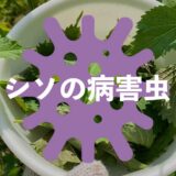 シソ（紫蘇）の病害虫