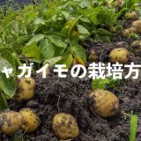 ジャガイモの栽培方法・育て方のコツ