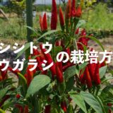 シシトウ・トウガラシの栽培方法・育て方のコツ