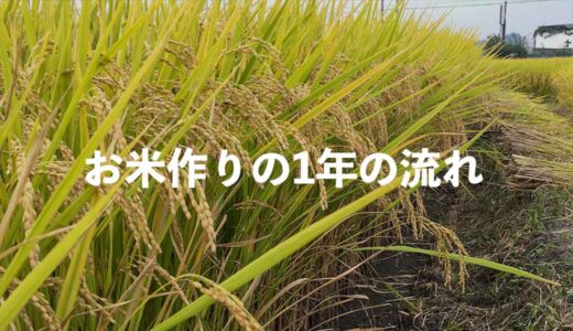 お米作りの一年の流れと作業内容