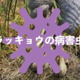 ラッキョウの病害虫